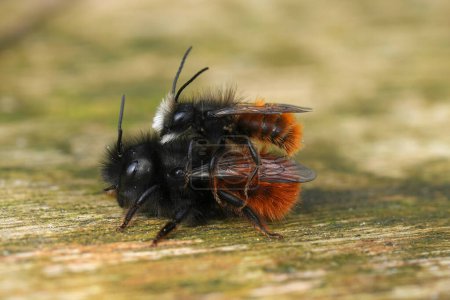 Primer plano natural sobre un macho y una hembra abejas europeas, Osmia cornuta, copulando sobre una mesa de madera al aire libre