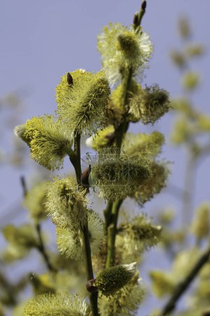 Natural vertical closeup on the golden yellow Goat Willow catkin , Salix caprea,  loaded with pollen