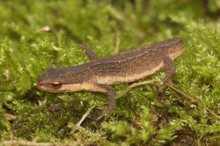 Natural closeup on a sub-adult European smooth newt, Lissotriton vulgaris on moss