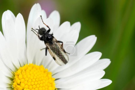 Natürliche Nahaufnahme einer kleinen dunklen Fliege, Johann 's Bibio johannis, mit ihrem dunklen Stigma auf den Flügeln