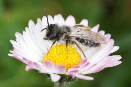 Gros plan naturel sur une abeille minière mâle à dos gris, Andrena vaga assis dans une fleur de marguerite commune