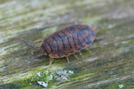Detailed closeup on an abnormal red colored Rough woudlouse , Porcellio scaber