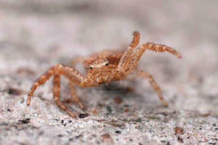 Primeros planos faciales detallados sobre una pequeña araña cangrejo marrón oxidada, Xysticus en pose amenazante