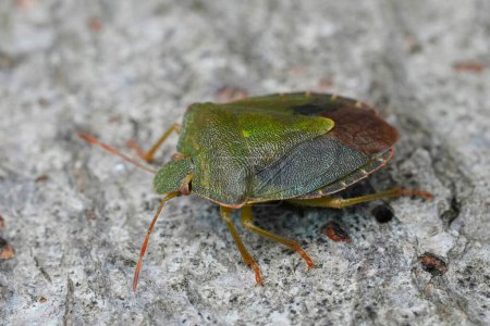 Primeros planos detallados de un insecto verde invernal, Palomena prasina sentada sobre madera