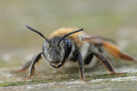 Gros plan facial détaillé sur une femelle de l'abeille grise, Andrena tibialis assise sur du bois