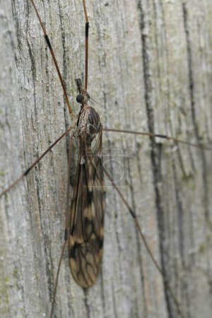 Detailed closeup on a large Tipulid cranefly, Tipula rufina sitting on wood