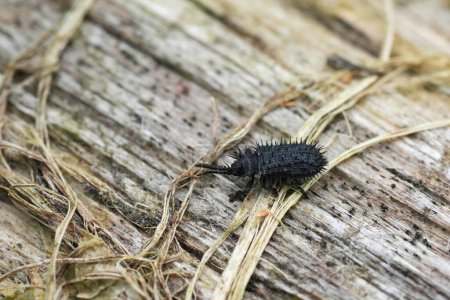 Detaillierte Nahaufnahme eines kleinen schwarzen, stacheligen europäischen Pflanze Parasiten Käfer, Hispa atra