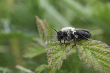 Gros plan détaillé sur une abeille grise femelle, Andrena vaga assise sur une feuille verte