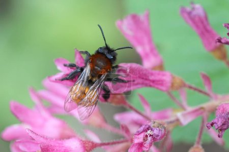 Gros plan naturel sur une femelle colorée Tawny abeille minière, Andrena fulva sur une fleur rose de Ribes sanguineum