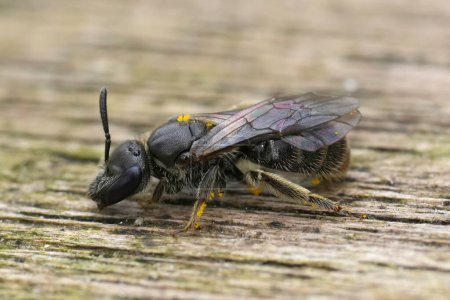 Detailed extreme closeup on a female Long-faced furrow bee, Lasioglossum punctatissimum sitting on wood