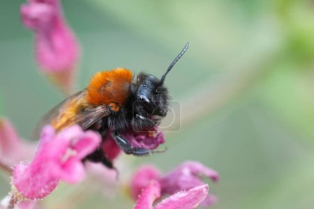 Natural closeup on a colorful female Tawny mining bee, Andrena fulva on a pink flower of Ribes sanguineum