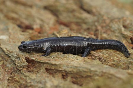 Detaillierte Nahaufnahme eines dunklen und seltenen japanischen Ishizuchi-Salamanders, Hynobius hirosei auf Holz