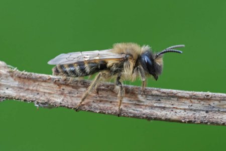 Natural closeup on a male YEllow-legged mining bee, Andrena flavipes on a small twig against green background