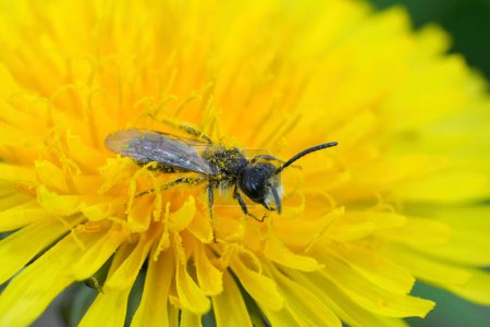 Natural closeup on male red-bellied miner mining bee, Andrena ventralis in a yellow dandelion flower, Taraxacum officinale