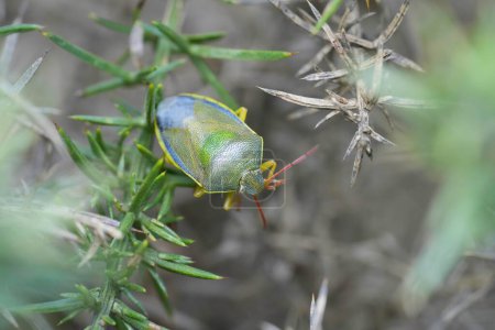 Foto de Primer plano detallado de un insecto escudo gorse verde, Piezodorus lituratus sentado en un arbusto común, Ulex europaeus - Imagen libre de derechos