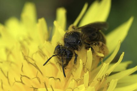 Gros plan naturel sur une abeille femelle rare, Andrena humilis assise dans une fleur de pissenlit jaune, Taraxacum officinale