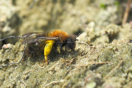 Primer plano natural de una abeja minera Clarkes, Andrenaz clarkella sentada en el suelo