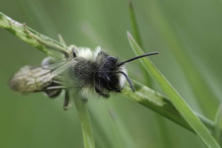 Gros plan détaillé sur une abeille minière mâle à dos gris, Andrena vaga accroché dans l'herbe
