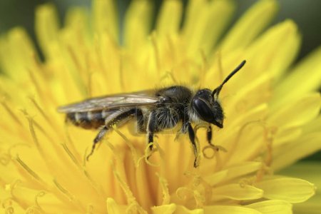 Natural closeup on a female red-bellied miner, Andrena ventralis on a yellow dandelion flower