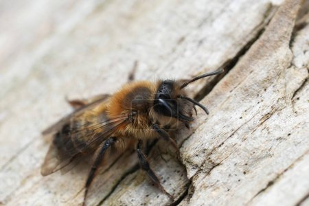 Primer plano natural de una abeja minera recién emergida, Andrena trimmerana, una rara abeja solitaria primaveral