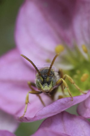 Colorido primer plano frontal vertical sobre una abeja solitaria Nomada de Lathbury macho, Nomada lathburiana sobre una flor rosa