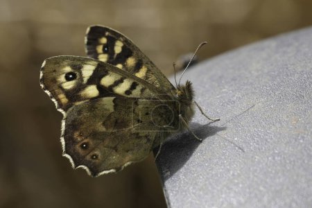 Gros plan détaillé sur un papillon en bois moucheté frais émergé, Pararge aegeria dans le jardin