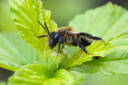 Natural closeup on a female Chocolate mining bee, Andrena scotica sitting in green vegetation