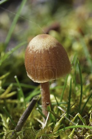 Gros plan détaillé sur un petit champignon brun conique à clocheté du genre Galerine