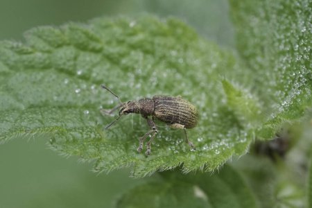 Natural closeup on a broad-nosed weevil beetle, Polydrusus cervinus sitting on a green nettle leaf