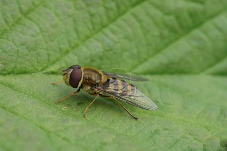 Natural closeup on a black-legged, Glass-winged syprhus , Syrphus vitripennis, on a green leaf