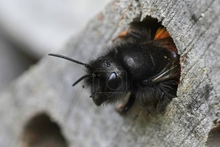 Téléchargez les photos : Gros plan naturel sur la tête d'une femelle abeille maçon européenne à cornes, Osmia cornuta, prête à quitter son nid à l'hôtel-abeille - en image libre de droit