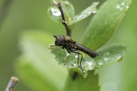 Téléchargez les photos : Gros plan détaillé sur une mouche à face crépusculaire variable, Melanostoma mellinum - en image libre de droit