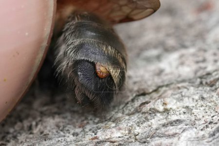 Detaillierte Nahaufnahme auf dem Rücken einer grau geflickten Bergbaubiene, Andrena nitida, die mit einem Stylops melitta-Parasiten infiziert ist