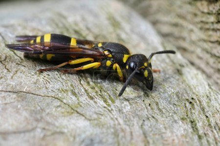 Detailed closeup on an Early Mason Wasp, Ancistrocerus nigricornis sitting on wood