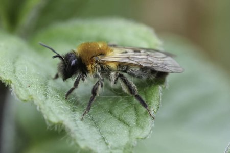 Natural closeup on a female Grey-patched mining, Andrena nitida with abundant hair development due to Stylops metillae parasite