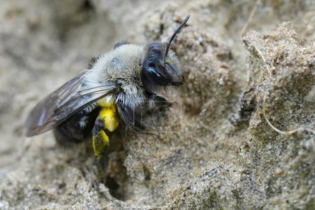 Gros plan naturel sur une abeille minière femelle à dos gris, Andrena vaga assise sur le sol