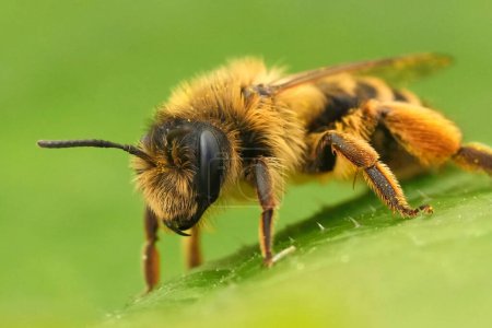 Detailed closeup on a female Yellow-legged mining bee, Andrena flavipes sitting on a green leaf
