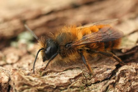 Detailed closeup on a male European red Mason solitary bee, Osmia rufa sitting on wood