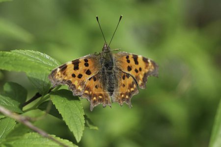 Natural closeup on a colorful Orange Comma butterfly, Polygonia c-album with spread wings