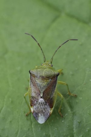 Detailed closeup on the birch shield bug, Elasmostethus interstinctus on a green leaf