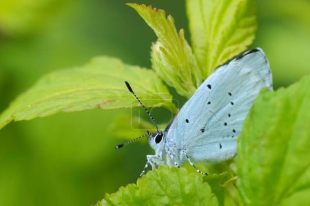 Primeros planos detallados sobre una pequeña mariposa azul de Holly, Celastrina argiolus, escondida entre hojas verdes de un arbusto