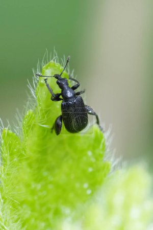 Natural vertical closeup on the European birch leaf roller weevil beetle, Deporaus betulae on tip of a green leaf