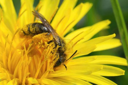 Detailed closeup on a Catsear mining bee, Andrena humilis collecting pollen from a yellow dandelion flower, Taraxacum officinale