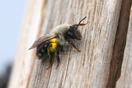 Gros plan naturel sur une abeille minière femelle à dos gris, Andrena vaga assise sur un poteau