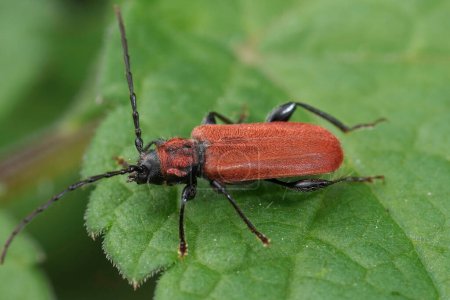 Detailed closeup on the colorful red-eared gurnard longhorn beetle, Pyrrhidium sanguineum