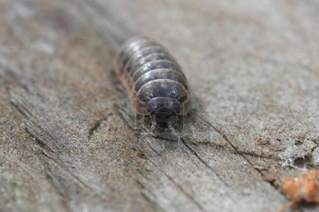 Detailed closeup on a Common grey colored pill-bug, Armadillidium vulgare sitting on wood