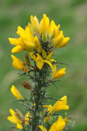 Natural vertical detailed closeup on the yellow flowering Common gorse, Ules europaeus