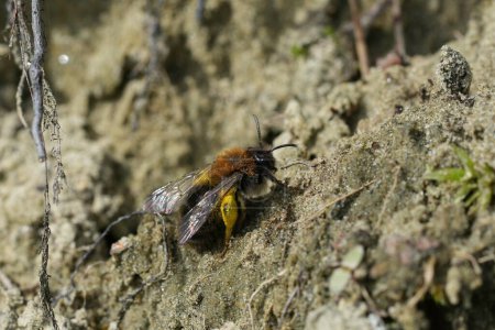 Natürliche Nahaufnahme einer weiblichen Bergbaubiene Clarkes, Andrenaz clarkella auf dem Boden sitzend