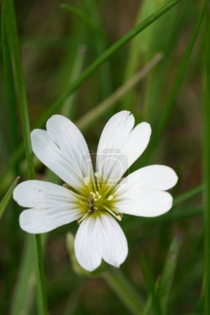 Natural vertical closeup on a white flower of field chickweed wildflower, Cerastium arvense
