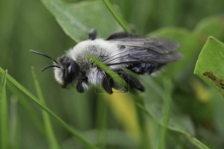 Mignon gros plan naturel sur une femelle duveteux Gris soutenu abeille minière, Andrena vaga accroché dans l'herbe